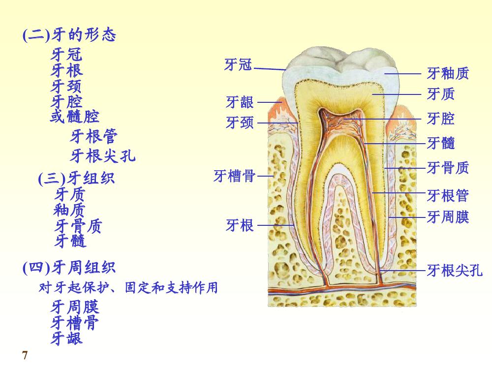  p>口腔(oral cavity)是 a href="#" data-lemmaid="1912786">消化道 