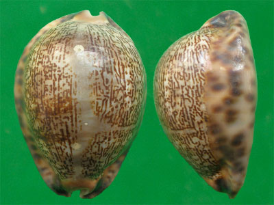  p>吉布宝螺(学名:mauritia arabica gibba)是 a