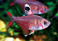  p>白翅玫瑰旗(hyphessobrycon ornatus var),小型加拉辛科灯鱼,最大