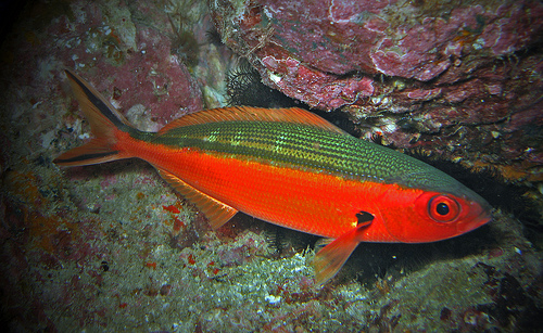  p>黑带鳞鳍梅鲷,学名: i>pterocaesio tile  /i>(g.