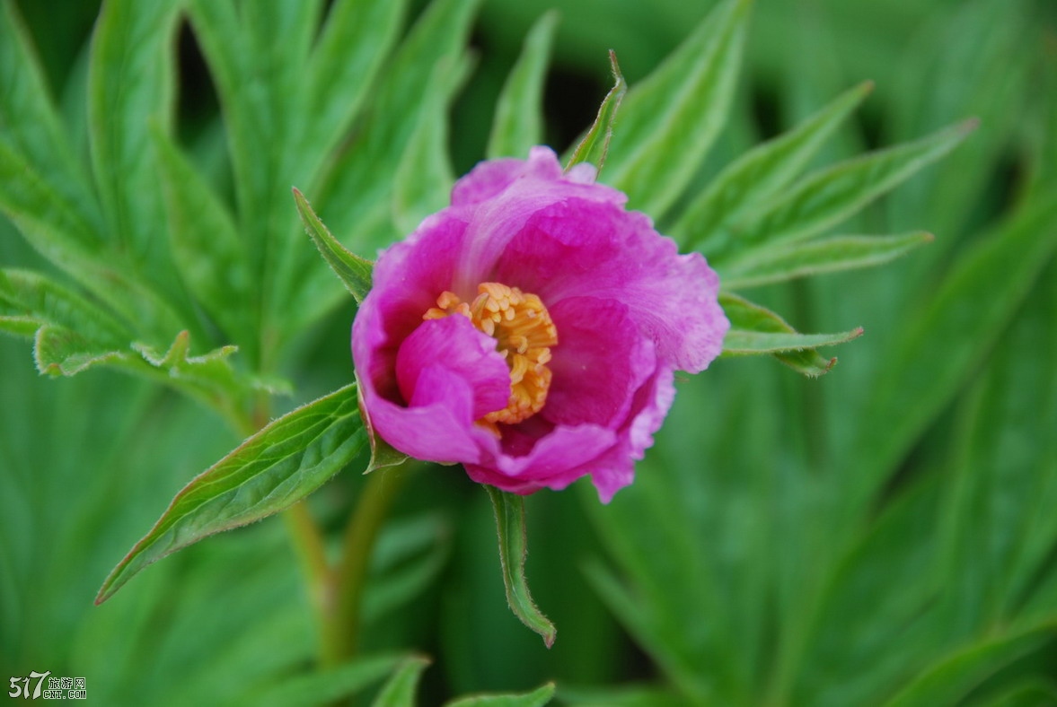 赤芍药