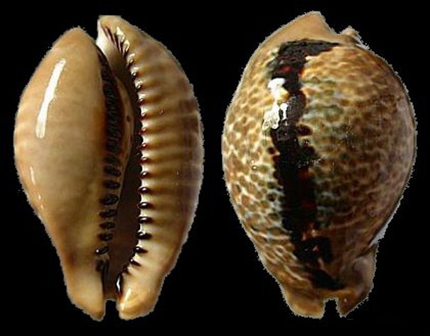  p>特里老鼠宝螺(学名:muracypraea mus tristensis)是腹足纲宝螺科的