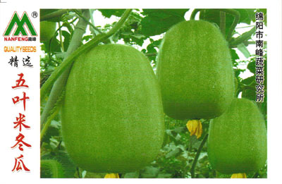 五叶米冬瓜