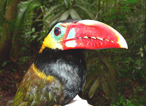  p>小巨嘴鸟属是鸟纲鴷形目巨嘴鸟科,有六个品种. /p>