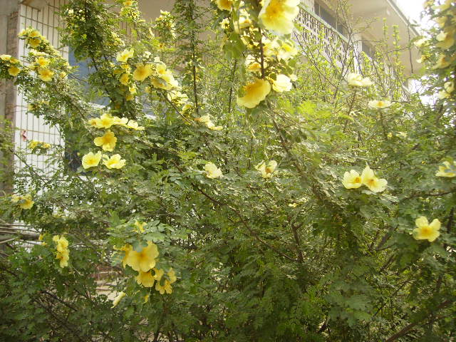  p>黄刺玫,拉丁学名: rosa xanthina lindl,落叶灌木.