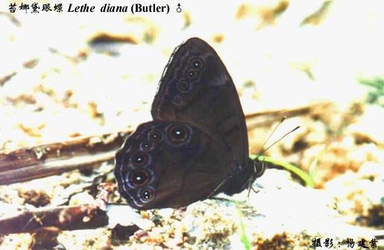 苔娜黛眼蝶