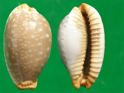  p>鸡皮宝螺(学名:staphylaea limacina limacina)是腹足纲宝螺科的 a