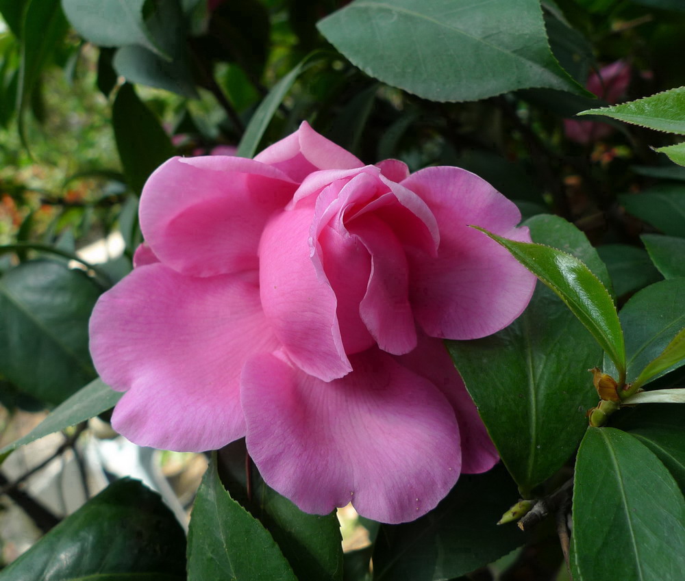 山茶之都山茶