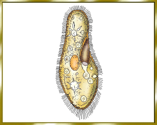  p>原生动物门(protozoa)是 a target="_blank" href="/item/原生生物