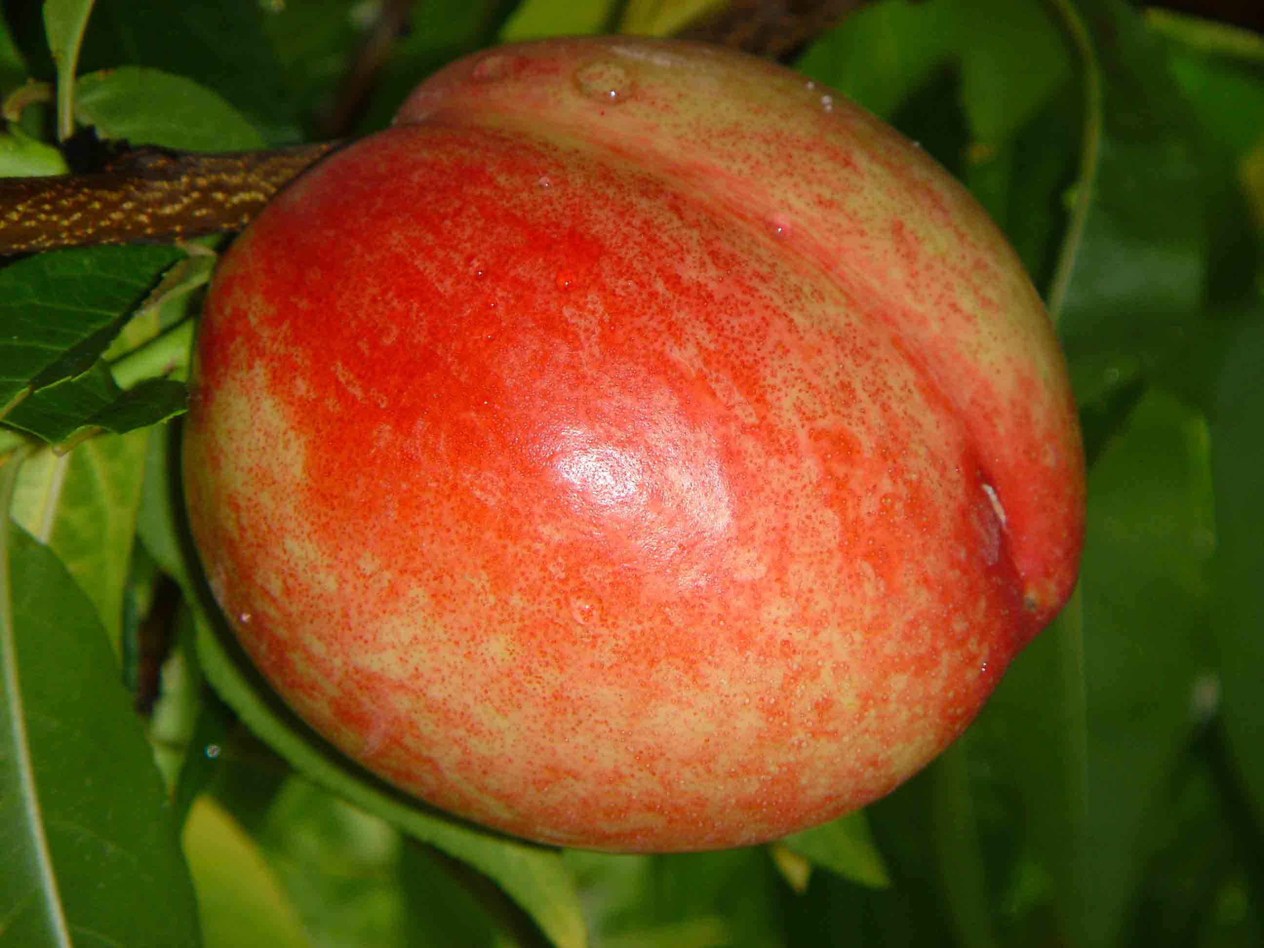 data-lemmaid="2466575">油桃 /a>(拉丁学名: i>prunus persica var