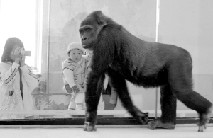  p>大猩猩"尼寇"1982年出生于 a target="_blank" href="/item/北京