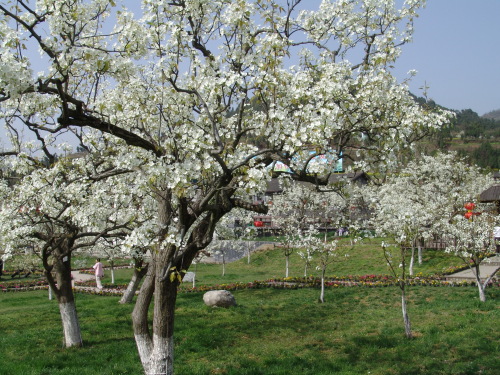 苍溪梨文化博览园