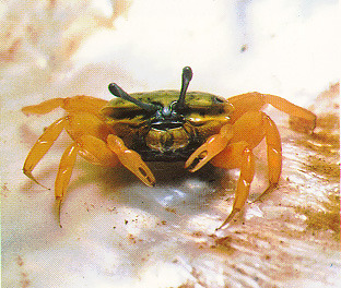  p>火焰招潮蟹(学名:uca flammula)最大的特征是雄蟹具有一对大小悬殊