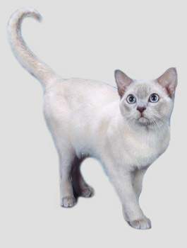  p>东奇尼猫是英美两地用 a target="_blank" href="/item/暹罗猫