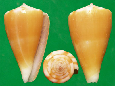  p>属热带地区的贝类,喜欢生活在温暖的水域中,栖息于50米以下深的沙