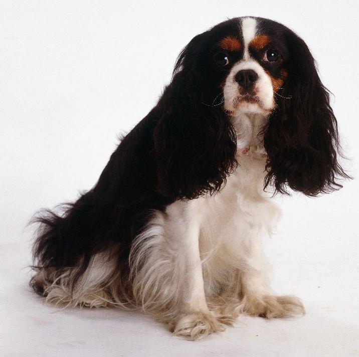  p>骑士查理王猎犬又称骑士 a>查理士王小猎犬 /a>,是一种 a>活泼 /a>