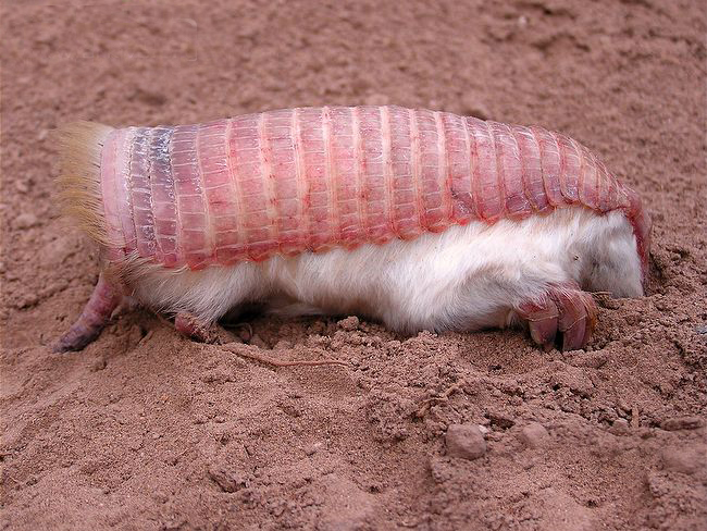  p>倭犰狳(学名: i>chlamyphorus truncatus /i>)生活在阿根廷中部,是