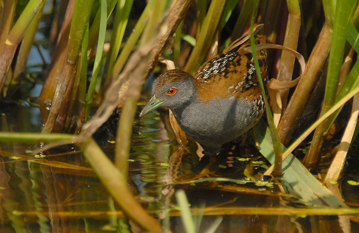  p>小田鸡欧洲亚种(学名:porzana pusilla intermedia)是鹤形目秧鸡科