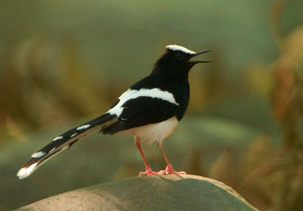 白额燕尾指名亚种