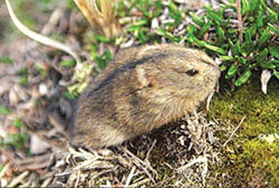 科">仓鼠科 /a>,共有四个属:环颈旅鼠属,旅鼠属,林旅鼠属和沼泽旅鼠属