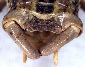 阿拉善懒螽(学名:zichya alashanica)是硕螽科懒螽属的一种中型 a