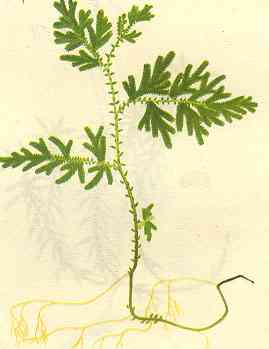  p>翠云草(学名:selaginella uncinata),别名: a href="#" data-lemma