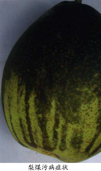  p>梨煤污病是由于产地雨水较大,施药不科学,而形成的梨树病害.