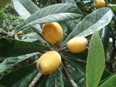  p>宝珠枇杷又称红毛丫头或野种.