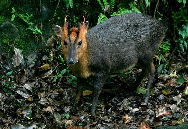  p>台湾山羌(学名: i>muntiacus reevesi micrurus /i>):是偶蹄目,鹿