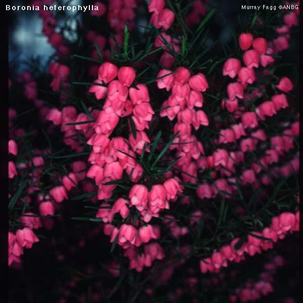  p data-id="gnb4g1ugm6">波罗尼亚花, a target="_blank" href="