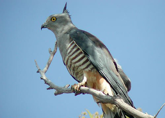  p>凤头鹃隼(学名: i>aviceda subcristata /i>):为鹰科鹃隼属的鸟 a