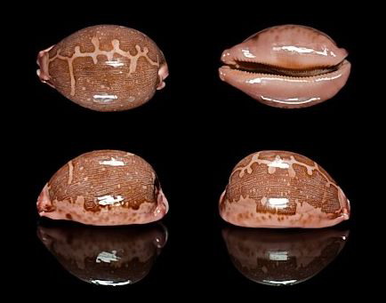  p>地图宝螺(学名:leporicypraea mappa mappa)是腹足纲宝螺科的 a