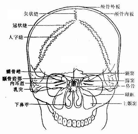  p>头颅是人体器官的一种. /p>