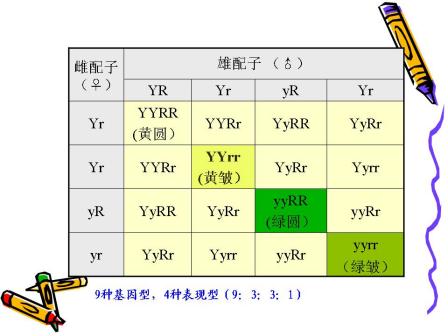 孟德尔定理展示