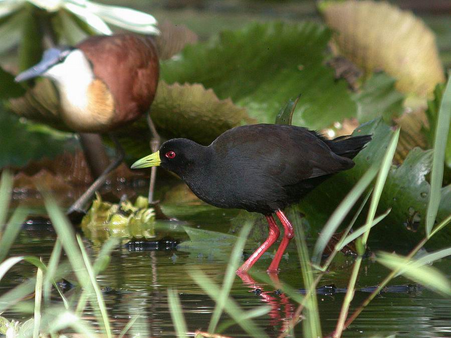  p>黑苦恶鸟(学名:amaurornis flavirostris )体形大小似 a target="