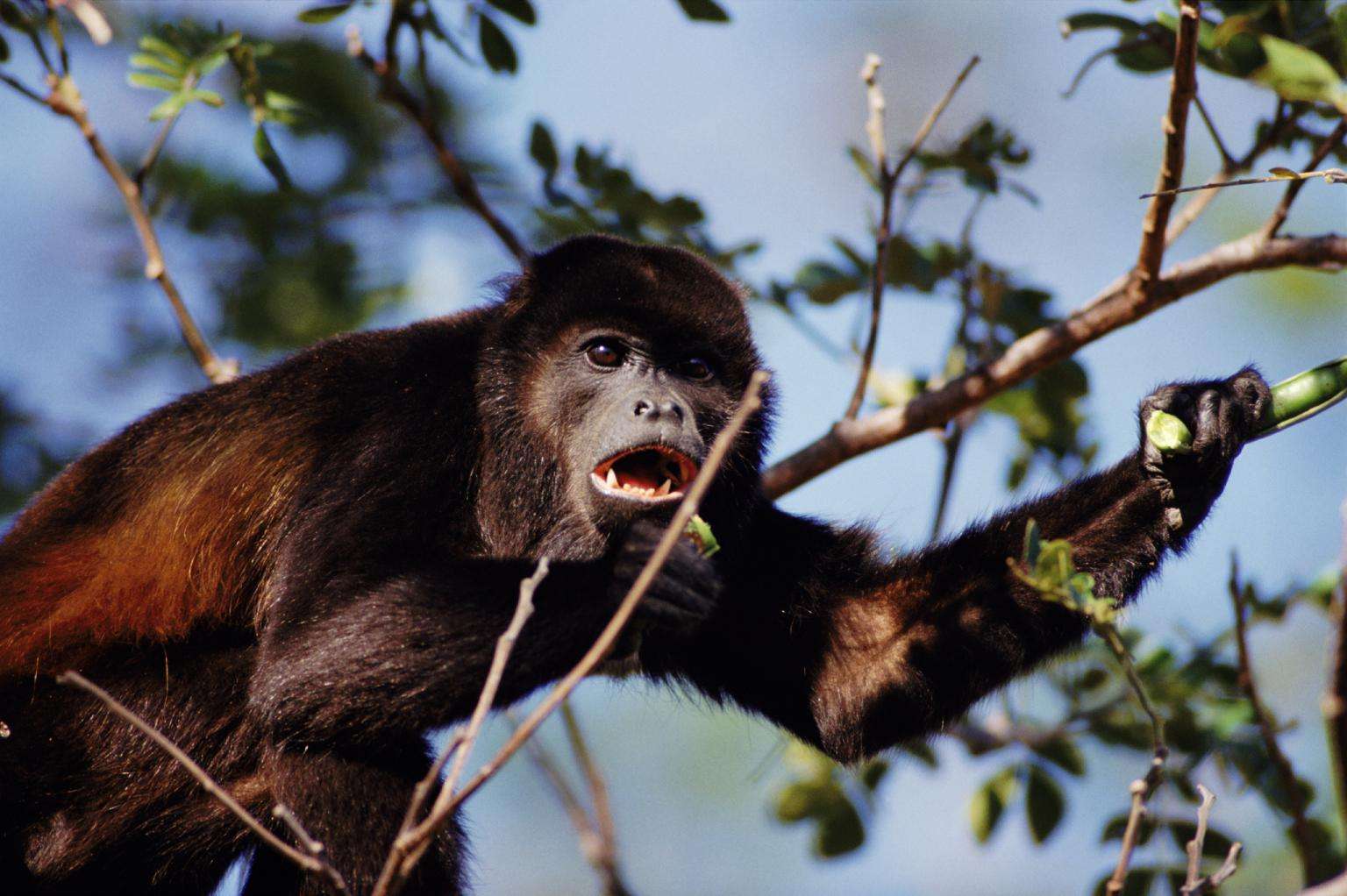 howler monkey