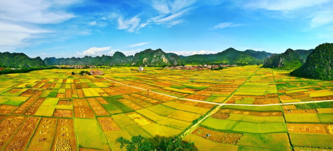 罗平镇位于<a target="