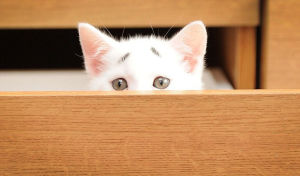 焦虑猫