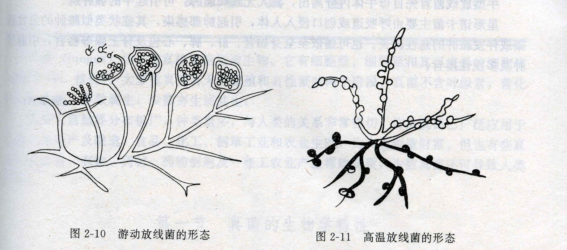  p>放线菌属(actinomyces) 为 a href="#" data-lemmaid="3446154">原