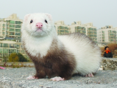 玛雪儿宠物貂