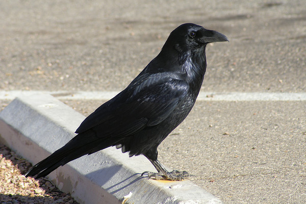  p>渡鸦(学名: i>corvus corax /i>):是一种全身黑色的大型 a href="