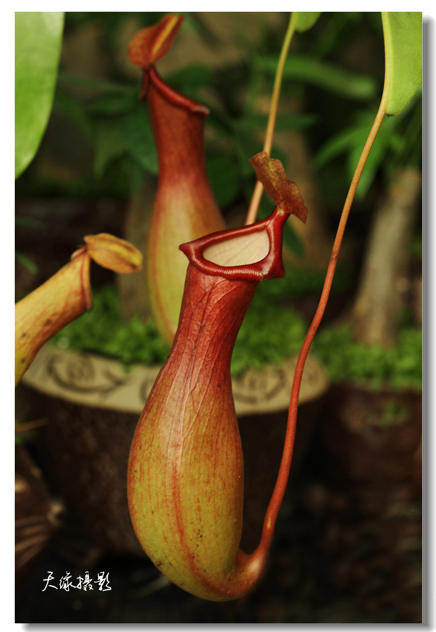 汉密吉伊坦山猪笼草