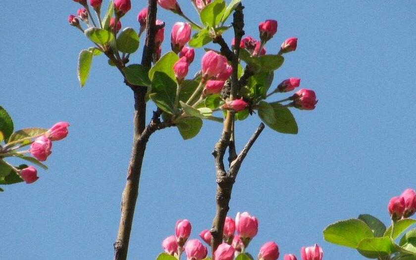  p>山楂海棠,是一种 a target="_blank" href="/item/苹果属">苹果属 