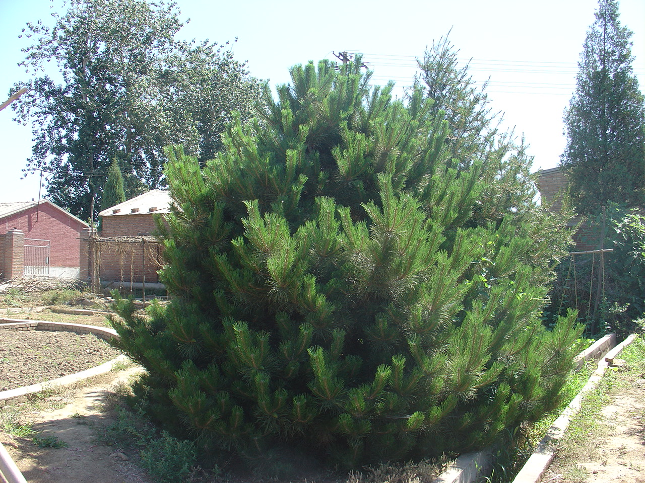  p>油松(学名: i>pinus tabuliformis /i> carr.