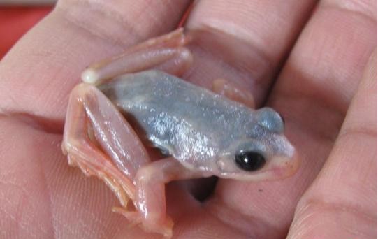 ">蛙类 /a>罕见的 a target="_blank" href="/item/白化现象/914183"