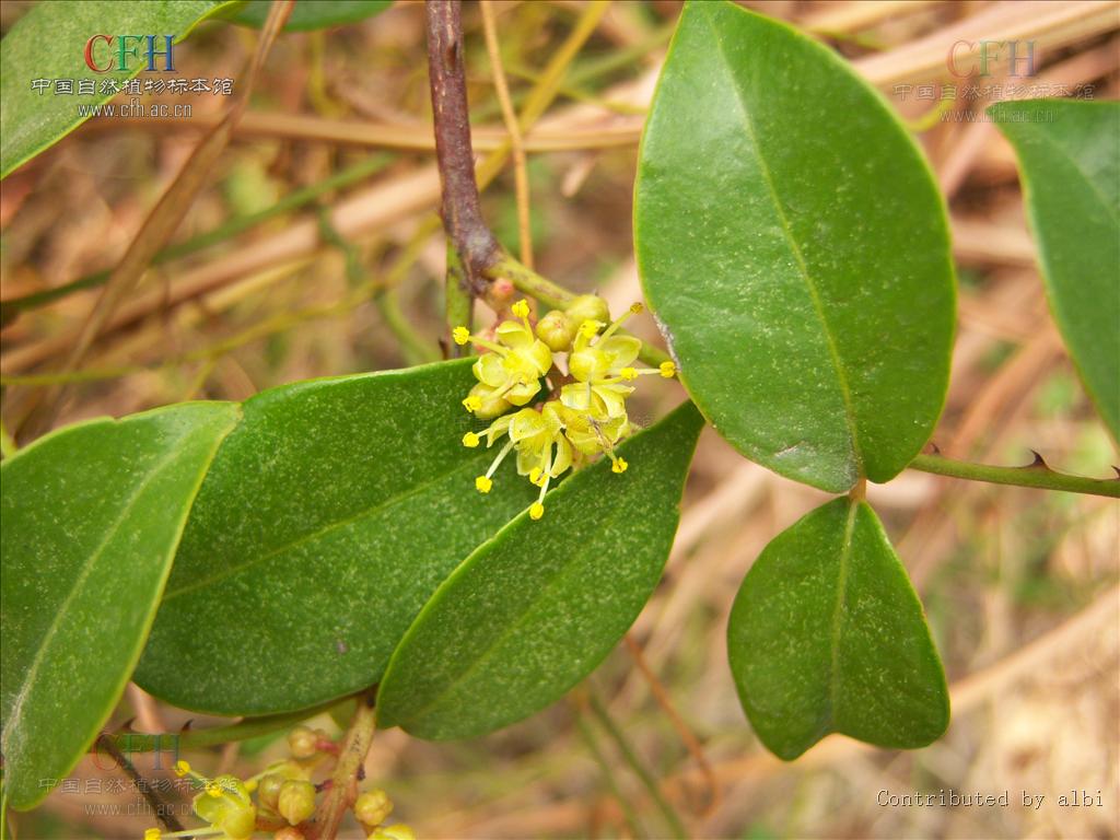  p>木质 a href="#">藤本 /a>,幼时为 a href="#">灌木 /a>状;茎枝着