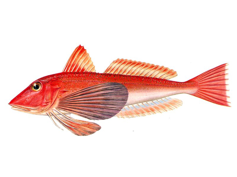  p>绿鳍鱼(学名: i>chelidonichthys kumu /i>),俗称  a href="#"