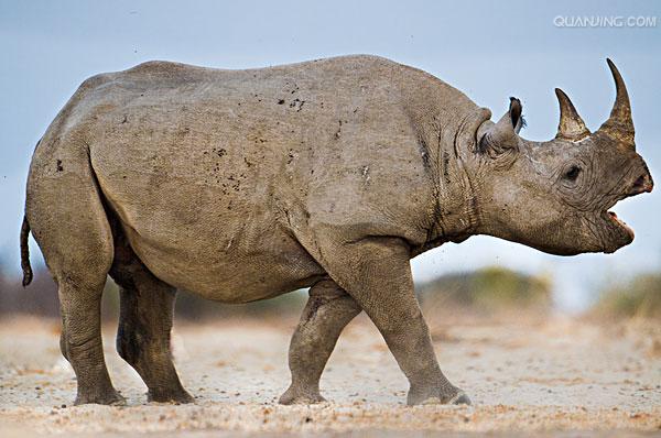 hook-lipped rhinoceros