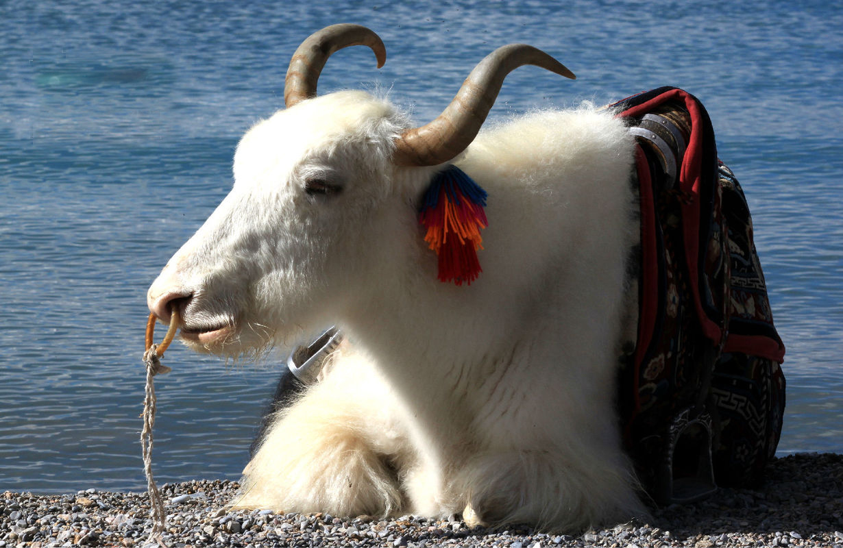  p data-id="go0jynh2ct">白牦牛是中国及世界