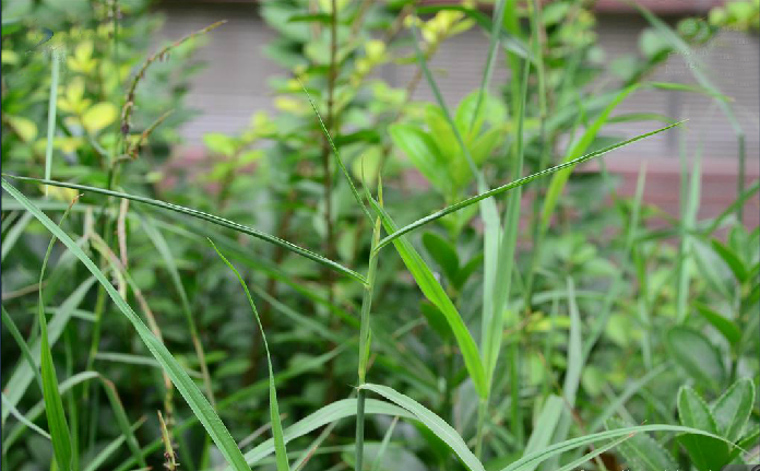  p>扁穗牛鞭草(学名: i>hemarthria compressa /i> (l. f.) r.br.